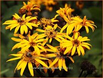 Ligularia dentata &#39;Desdemona&#39;