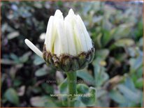 Leucanthemum &#39;Becky&#39;