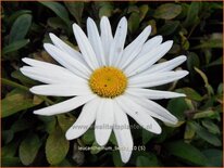 Leucanthemum &#39;Becky&#39;