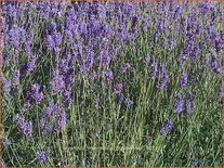 Lavandula intermedia &#39;Grappenhall&#39;