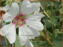 Lavatera &#39;Blushing Bride&#39;