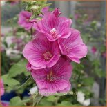 Lavatera &#39;Bredon Springs&#39;