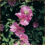 Lavatera &#39;Bredon Springs&#39;