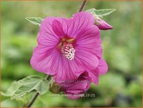 Lavatera &#39;Bredon Springs&#39;