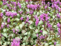 Lamium maculatum &#39;Beacon Silver&#39;