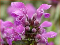 Lamium maculatum &#39;Beacon Silver&#39;