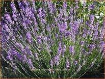 Lavandula angustifolia &#39;Dwarf Blue&#39;