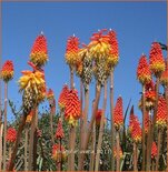 Kniphofia uvaria