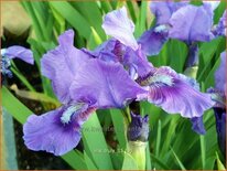 Iris pumila &#39;Truly&#39;