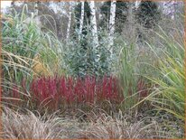 Imperata cylindrica &#39;Red Baron&#39;