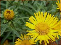 Inula ensifolia