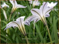 Ipheion uniflorum