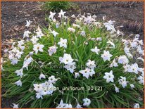 Ipheion uniflorum