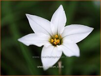 Ipheion uniflorum