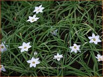 Ipheion uniflorum