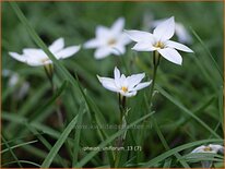 Ipheion uniflorum