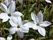 Ipheion uniflorum