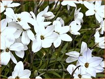 Ipheion uniflorum