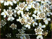 Iberis sempervirens &#39;Fischbeck&#39;