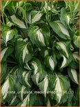 Hosta &#39;Undulata Mediovariegata&#39;