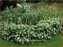 Hosta &#39;Undulata Mediovariegata&#39;