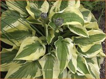 Hosta &#39;Wide Brim&#39;