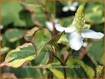 Houttuynia cordata &#39;Chameleon&#39;