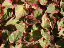 Houttuynia cordata &#39;Chameleon&#39;