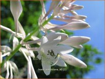 Hosta sieboldiana