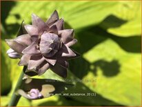 Hosta &#39;Sum and Substance&#39;