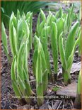 Hosta &#39;Undulata Albomarginata&#39;