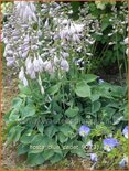 Hosta &#39;Blue Cadet&#39;