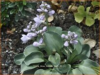 Hosta &#39;Blue Mouse Ears&#39;