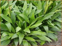 Hosta clausa var. normalis