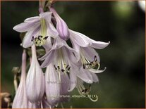 Hosta fortunei &#39;Albopicta&#39;