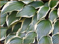 Hosta &#39;Francee&#39;