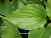 Hosta &#39;Honeybells&#39;