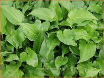 Hosta &#39;Honeybells&#39;