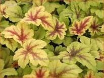 Heucherella &#39;Golden Zebra&#39;