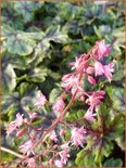 Heucherella &#39;Tapestry&#39;