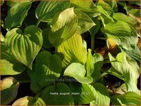 Hosta &#39;August Moon&#39;