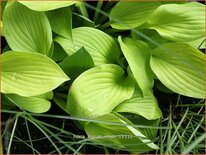 Hosta &#39;August Moon&#39;