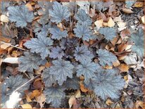 Heuchera &#39;Frosted Violet&#39;