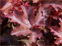 Heuchera micrantha &#39;Melting Fire&#39;