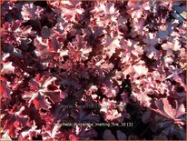 Heuchera micrantha &#39;Melting Fire&#39;