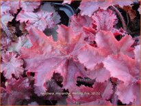 Heuchera micrantha &#39;Melting Fire&#39;