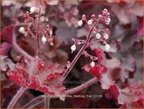 Heuchera micrantha &#39;Melting Fire&#39;