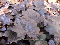 Heuchera micrantha &#39;Palace Purple&#39;