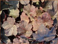 Heuchera &#39;Mocha&#39;