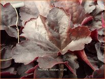 Heuchera &#39;Obsidian&#39;